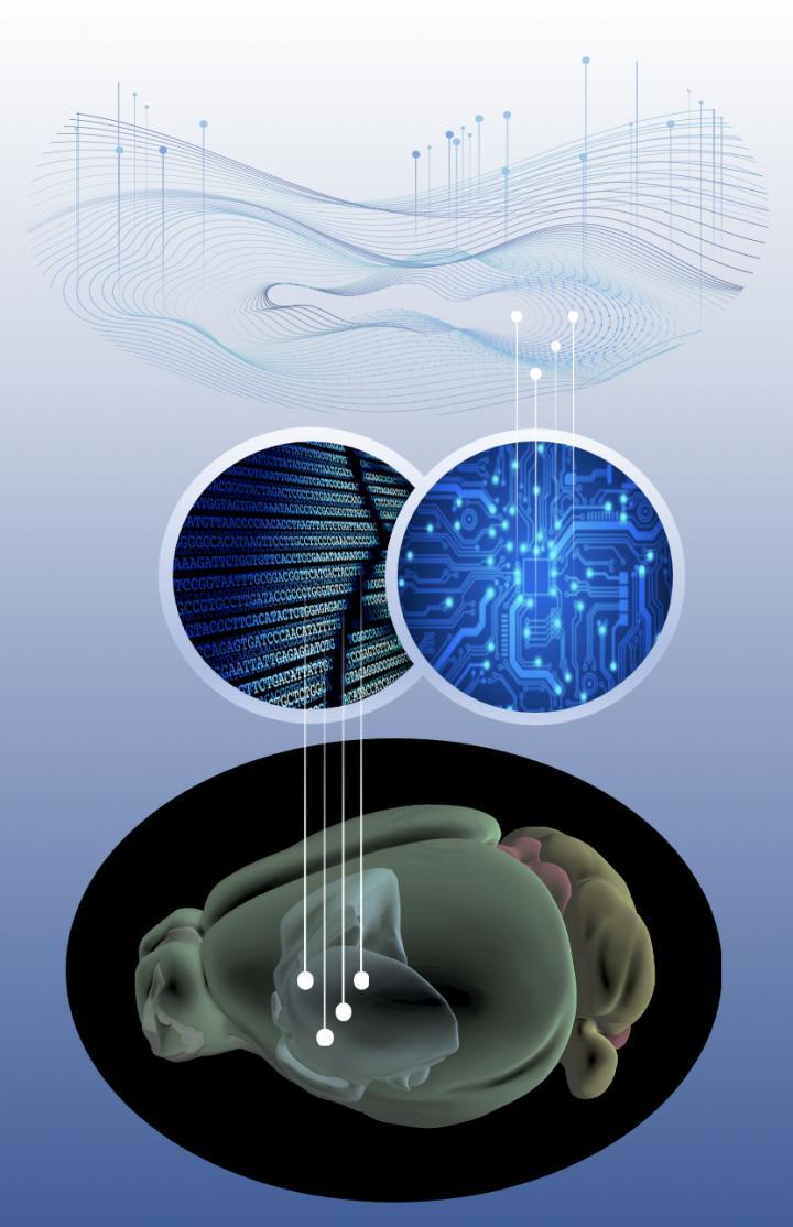 Geomic created plots of the data that mapped differences pertaining to 4,300 genes along dimensions such as mouse age, the extent of Huntington's-causing mutation, and cell type (certain neurons and astrocytes in a region of the brain called the striatum are especially vulnerable in Huntington's). The plots took the form of geometric shapes, like crumpled pieces of paper, whose deformations could be computationally compared to identify genes whose expression changed most consequentially amid the disease. The researchers could then look into how abnormal expression of those genes could affect cellular health and function.