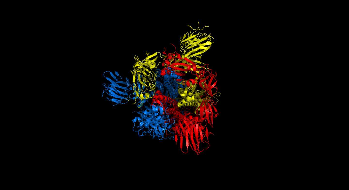 Top view of spike protein structure 6vyb. Colors blue, red and yellow denote the 3 sub-parts of the homodimer.