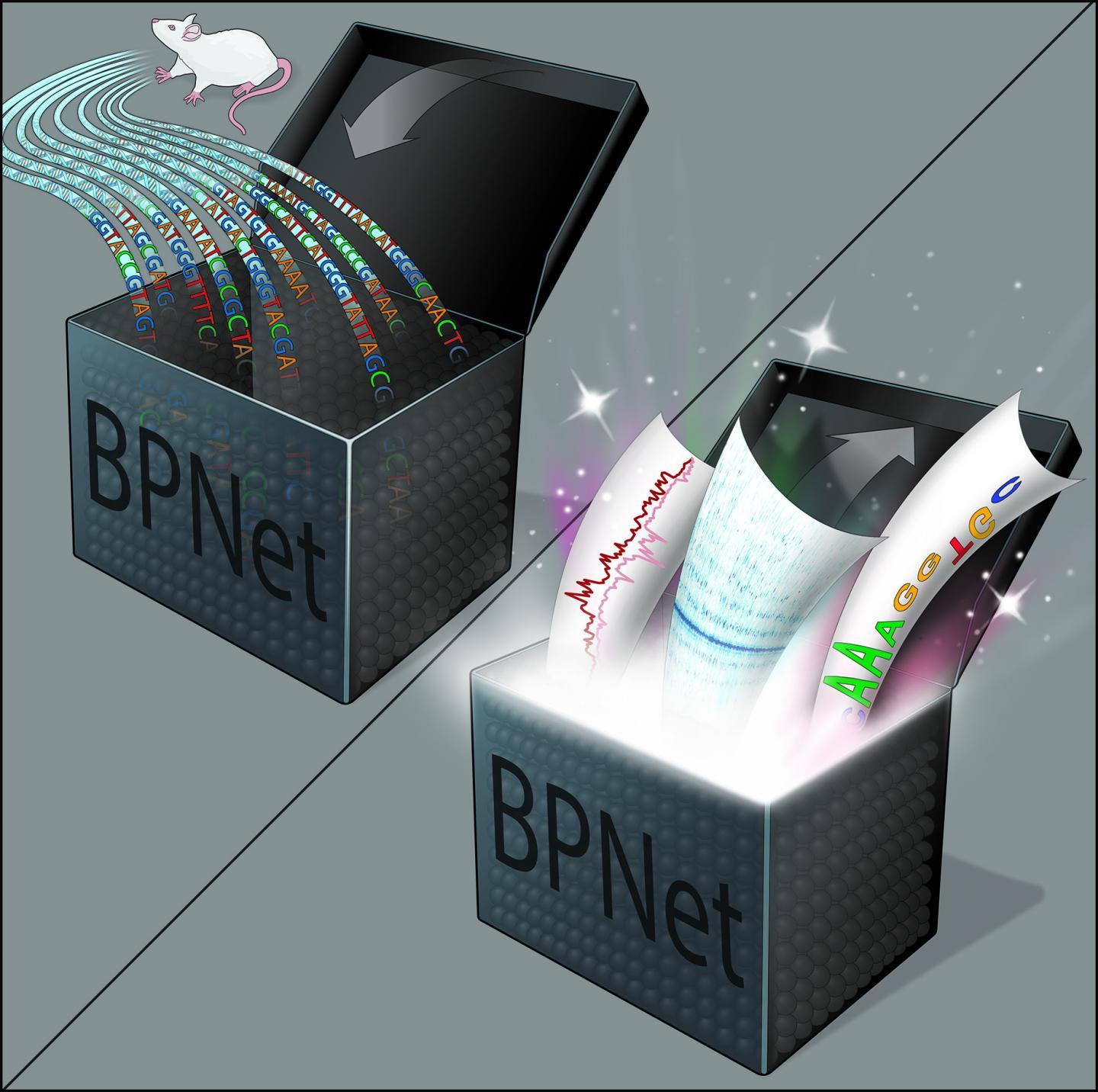 Researchers used DNA sequences from high-resolution experiments to train a neural network called BPNet, whose "black box" innerworkings were then uncovered to reveal sequence patterns and organizing principles of the genome's regulatory code.  CREDIT Illustration courtesy of Mark Miller, Stowers Institute for Medical Research.