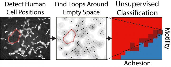 Topology-based machine learning classifies how human cells organize into spatial patterns based on the presence of persistent topological loops around empty regions, which can be used to infer cellular behaviors such as adhesion and migration.