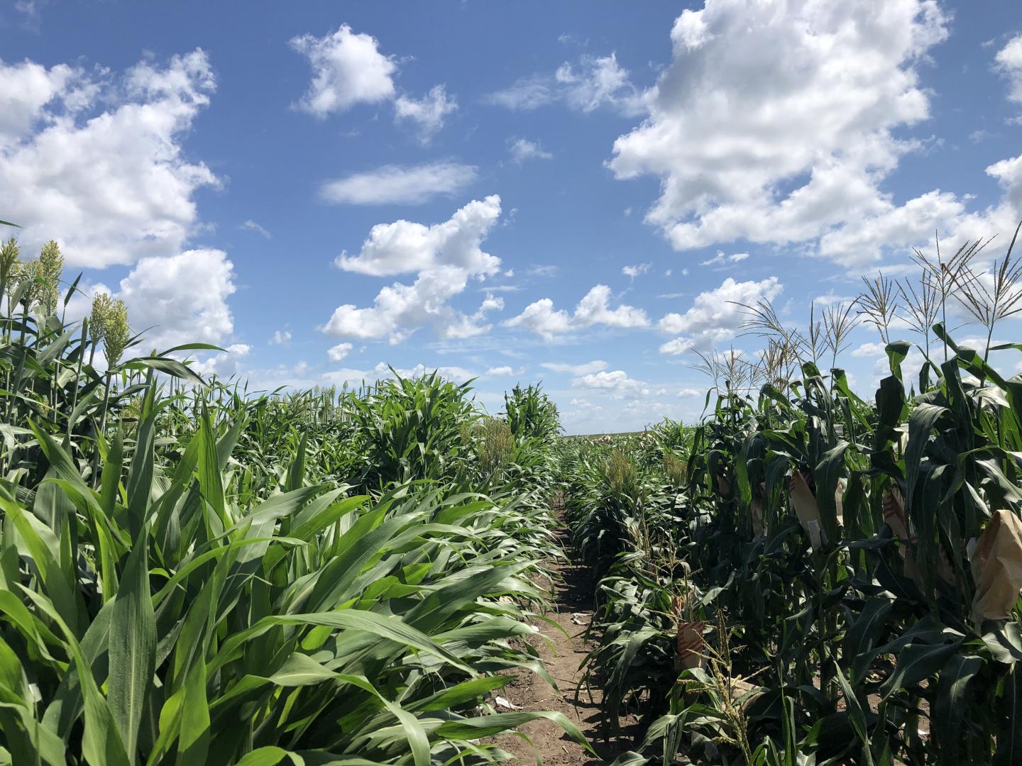 Iowa State University researchers use advanced data analytics to help scientists understand how environmental conditions interact with genomics in corn, pictured here, as well as other crops.  CREDIT Jianming Yu