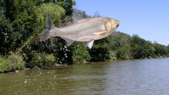 A silver carp jumps in the air along a river. Silver carp belong to a family of fish originally from Europe and Asia known as invasive carp.  CREDIT USGS