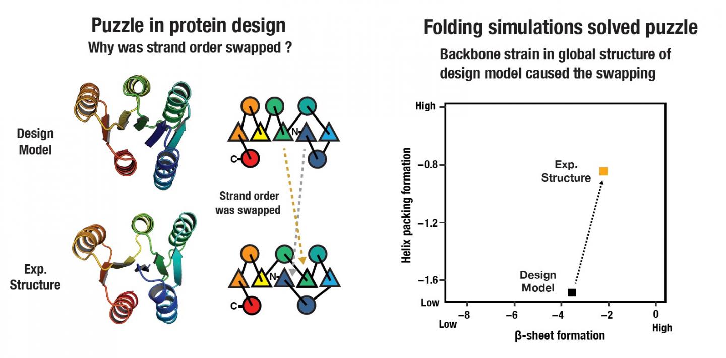 (left) The strand order swapping in de novo design of larger alpha-beta proteins has been a long-standing problem for the research team. (right) Backbone ensembles generated from folding simulations identified that backbone strain caused the strand swapping.