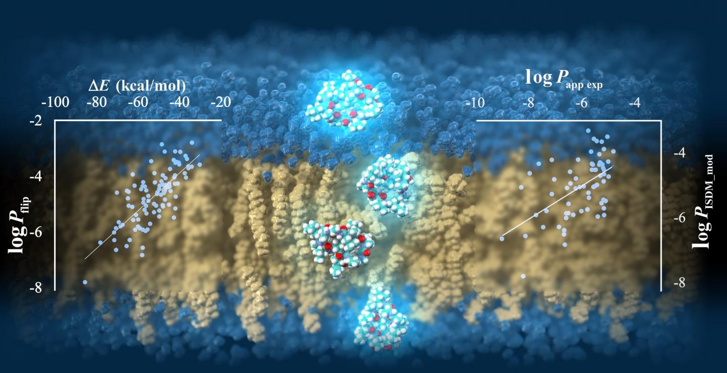 The simulations conducted in this study reveal important details of the mechanisms by which cyclic peptides diffuse into cells. The scatter plot on the top left shows the correlation between the electrostatic interaction (horizontal axis) and the predicted value of membrane permeability (vertical axis). The scatter plot on the right shows the correlation between the experimental value of membrane permeability (horizontal axis) and the value predicted by the proposed method (vertical axis).  CREDIT 2021 Sugita M, et al. Published by American Chemical Society (Licensed under CC BY 4.0)