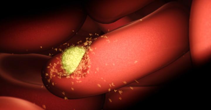 Malaria invading a red blood cell, a key stage in its life cycle