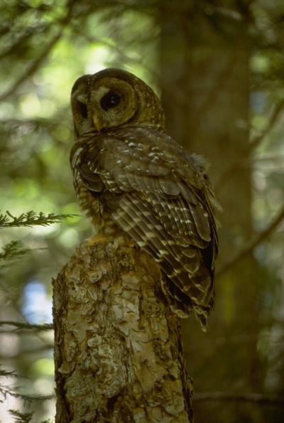 Northern spotted owls and their prime habitat, old-growth forest, have been the subject of intensive investigation at the Andrews Forest LTER site for 40 years. This research has been a foundation for transformation of federal forest policy from an emphasis on timber production to protection of biodiversity.  Credit: A. Levno, US Forest Service