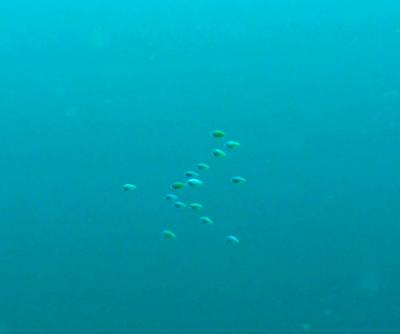 This image shows damselfish larvae (Chromis atripectoralis) swimming freely in the open ocean, all in the same direction. In an article entitled: Orientation behavior in fish larvae: A missing piece to Hjort's critical period hypothesis that appears in the latest edition of the Journal of Theoretical Biology, scientists Erica Staaterman, Claire Paris and Judith Helgers demonstrate that despite very low swimming speeds -- about a few centimeters per second -- orientation behavior during early stages is critical to bringing larvae back to their juvenile habitat. In other words, baby reef-fish must possess, as early as possible, the ability to sense cues from the habitat that help them to navigate and survive their phase out in the open ocean.  Credit: Ricardo Paris