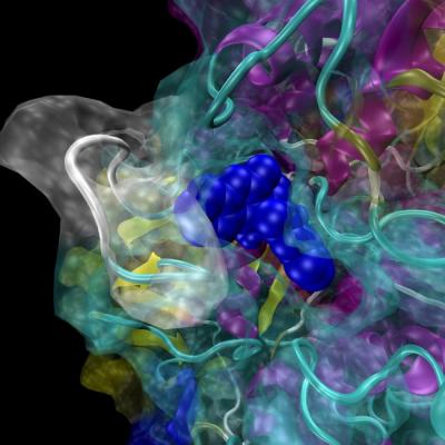 Purple and blue helices, yellow ribbons and turquoise coils form the backbone skeletal structure of the human multi-drug resistance protein. A newly identified inhibitor binds to one of the pump’s two ATP binding sites (dark blue). In motion at http://bit.ly/Lncc6T.  Credit: John Wise, SMU