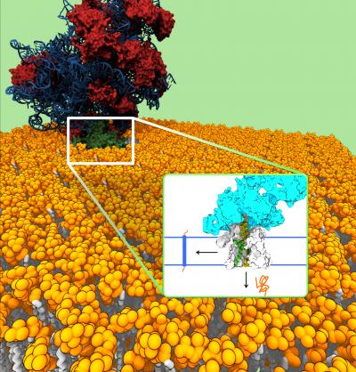 The ribosome (red-blue) in complex with the translocon channel (green), which is embedded in the cell membrane (yellow, white). Proteins that are inserted via the ribosome into the channel can either be laterally integrated into the cell membrane or secreted across the cell membrane (see inset).  Credit: Bin Zhang and Thomas Miller, 2012