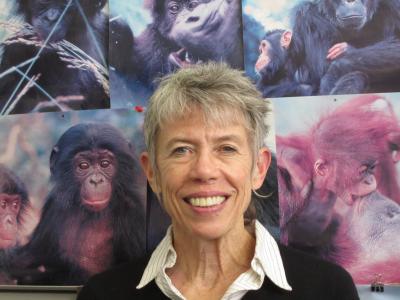 Kristen Hawkes, a distinguished professor of anthropology at the University of Utah, is publishing a new study in which a supercomputer simulation of evolution provides support for her controversial grandmother hypothesis. The theory says that because a few older women among human ancestors began caring for their grandchildren, their daughters could have more children at shorter intervals, and that women ended up evolving long postmenopausal lifespans, unlike female apes who rarely survive past their childbearing years.  Credit: Lee J. Siegel, University of Utah. 