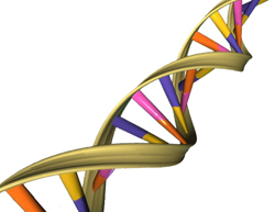 A depiction of the double helical structure of DNA. Its four coding units (A, T, C, G) are color-coded in pink, orange, purple and yellow. NHGRI