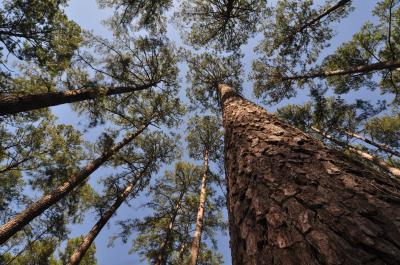 Conifers are the predominant members of the 300 million year old Gymnosperm clade. Conifers are also distinguished by their leviathan genomes. The reference genome sequence of Loblolly pine is published in the March issue of the journal GENETICS, published by the Genetics Society of America. Its 22-Gb genome size, makes it the largest genome sequenced and assembled to date.  Credit: Dr. Ronald Billings, Texas A&M Forest Service, rbillings@tfs.tamu.edu