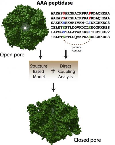 Co-evolved mutations in genetic sequences that code proteins show researchers how a protein is likely to fold and what forms it may take as it carries out its function. Scientists at Rice University used the technique called direct coupling analysis in combination with structure-based models to find a previously hidden conformation of a molecular motor responsible for degrading misfolded proteins in bacteria.  By Faruck Morcos/Rice University