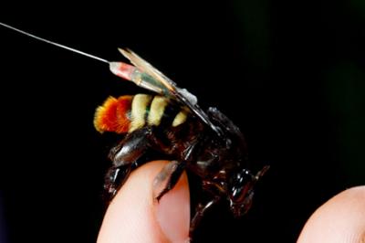 This is an orchid bee fitted with a radio tracker.  Credit: Christian Ziegler