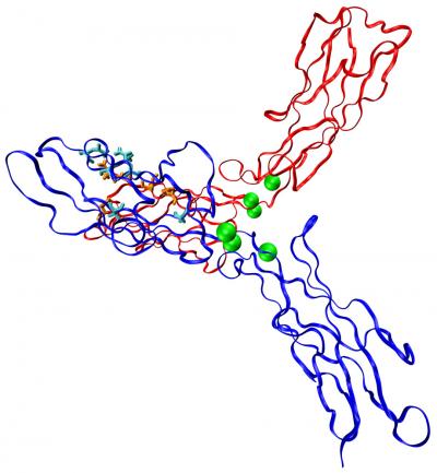 This ribbon diagram shows a pulling force applied to two common adhesion proteins called cadherins (red and blue) bound together in an X-shape. The green spheres represent calcium ions while the cyan and orange stick figures correspond to amino acids brought together as the force is applied. The hydrogen bonds that form between the amino acids create catch bonds that get stronger when pulled.  Credit: Image courtesy of Sanjeevi Sivasankar/Iowa State University