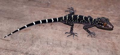 The 10,000th species recorded into the database is Cyrtodactylus vilaphongi, a tiny gecko found in the jungle of Laos in Southeast Asia, which was discovered by a team of German, Vietnamese and Lao scientists.  Credit: Photo used with permission by Truong Nguyen, a researcher with the Vietnamese team.