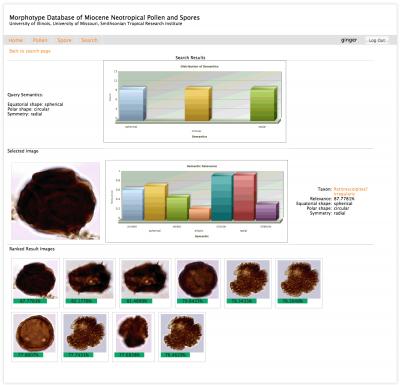 A Web-based system was built for palynologists to interact with stored data and search for pollen images. This screen shows search capabilities by morphology semantics. From Han et al., part of the special issue 'Bioinformatic and Biometric Methods in Plant Morphology' in Applications in Plant Sciences.  Credit: Image credit Han et al. Han, J. G., H. Cao, A. Barb, S. W. Punyasena, C. Jaramillo, and C.-R. Shyu. 2014. A neotropical Miocene pollen database employing image-based search and semantic modeling. Applications in Plant Sciences 2(8): 1400030. doi:10.3732/apps.1400030.