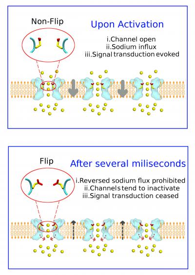 This is a schematic representation of the sodium ion channel (light blue): Top: influx of sodium ions (shown in yellow) and orientation of the E53 amino acid in "non-flipped" conformation. Bottom: conformational change of E53 (flip) during ion efflux, arrows indicate the barrier for sodium efflux.  Copyright: Song Ke