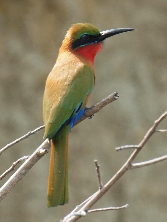 For the family of bee-eaters (on the photo Merops bullocki), the study revealed a close relationship to oscine birds, parrots, and birds of prey.  Credit: Photo: Peter Houde