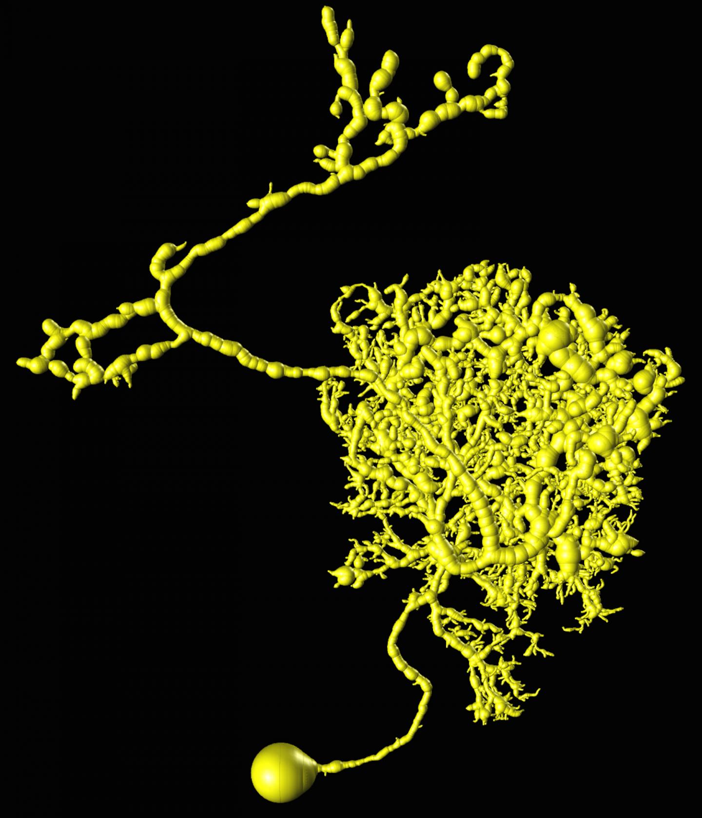 This is a 3-D reconstruction of an adult fruitfly adult neuron.   Credit  Raw image data: Ann-Shyn Chiang. Reconstruction: Allen Institute for Brain Science.