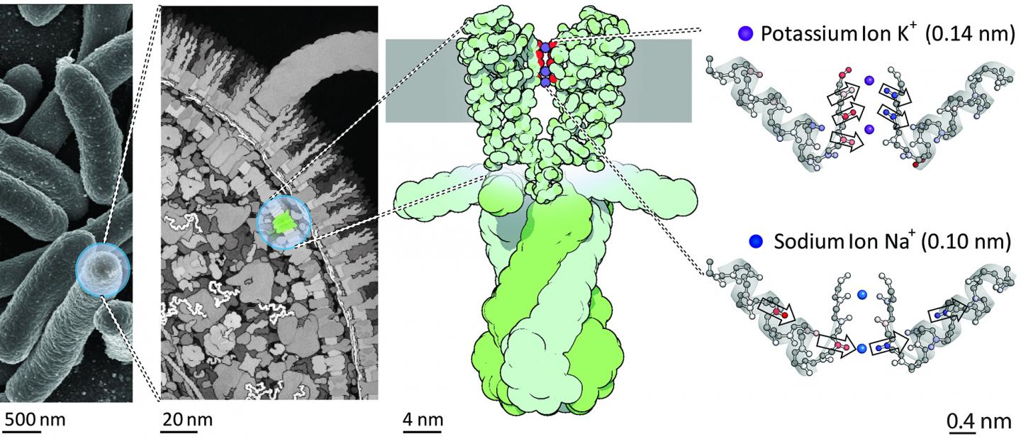 CAPTION Location of the potassium channel KcsA in the cell membrane of bacteria. The schematic illustration on the right shows the changes in strength and direction of vibrational coupling inside the filter depending on the ion species, as found by the study. CREDIT Copyright: David S. Goodsell & RCSB Protein Data Bank