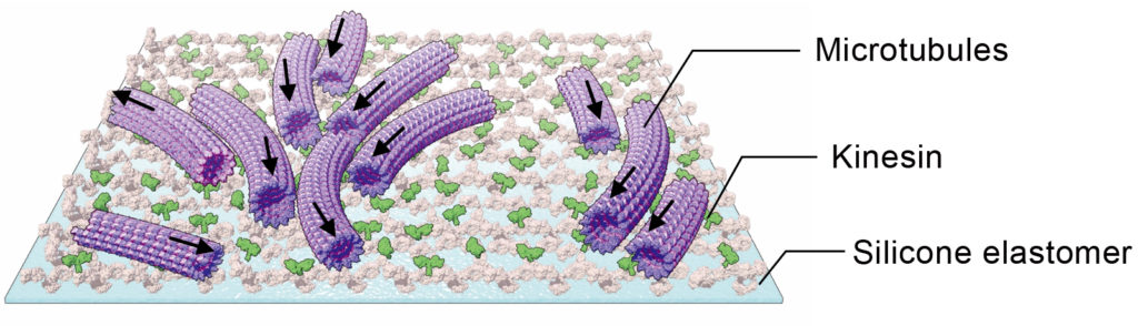 The molecular machines comprising microtubules and kinesins. Microtubules run on the kinesins attached on the surface of a silicone elastomer. (Daisuke I. et al., ACS Nano. October 4, 2019)