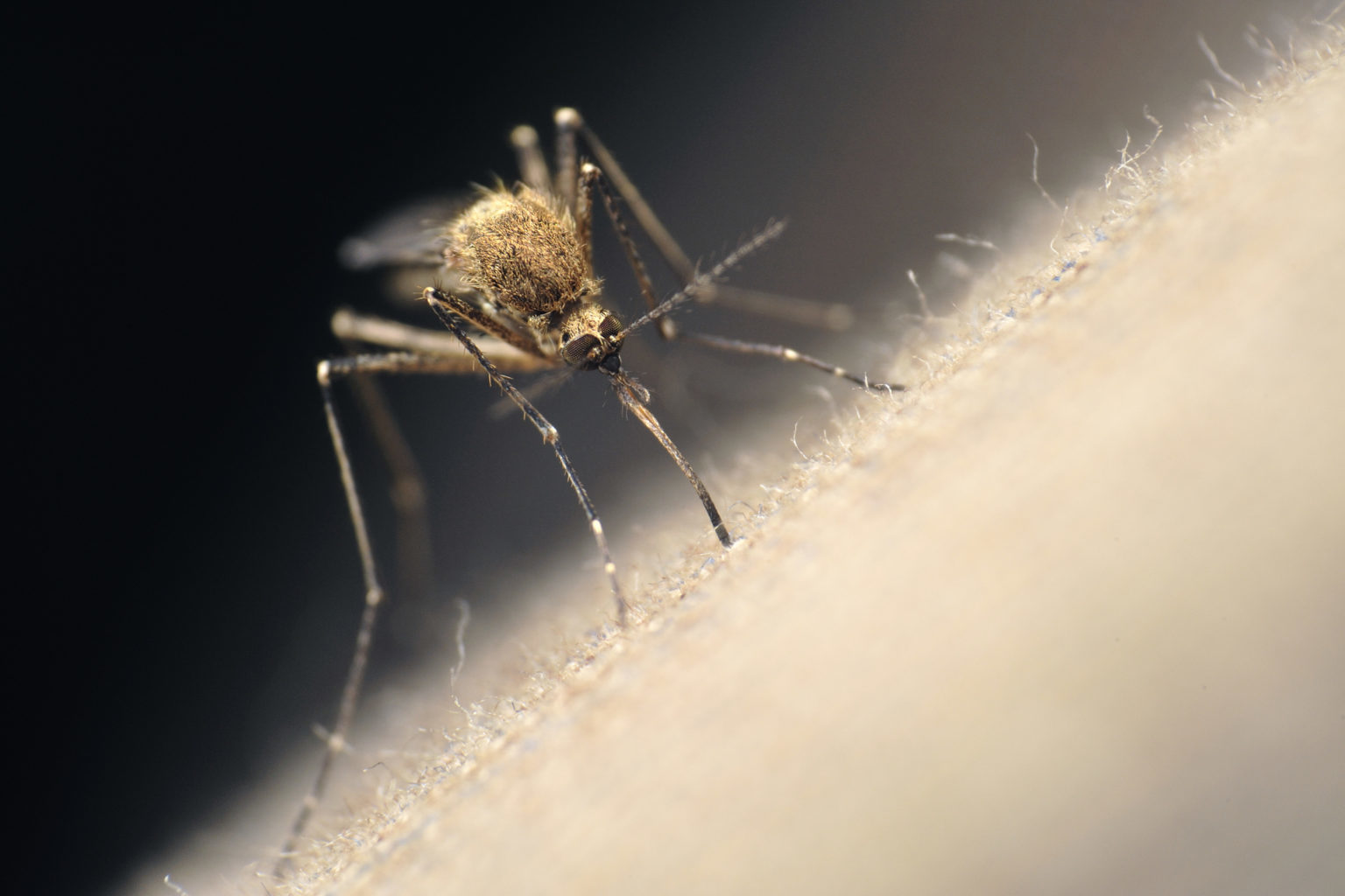 Temperature is critical in mosquitoes’ life cycle, and can be used to mathemetically model their development, reproduction and survival. Getty Images