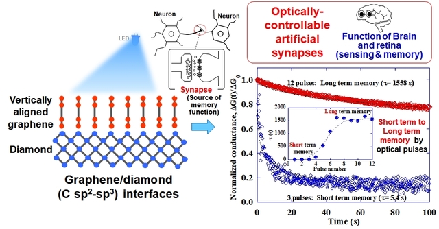 Schematic images of optoelectronic synaptic functions of vertically aligned graphene/diamond junctions.