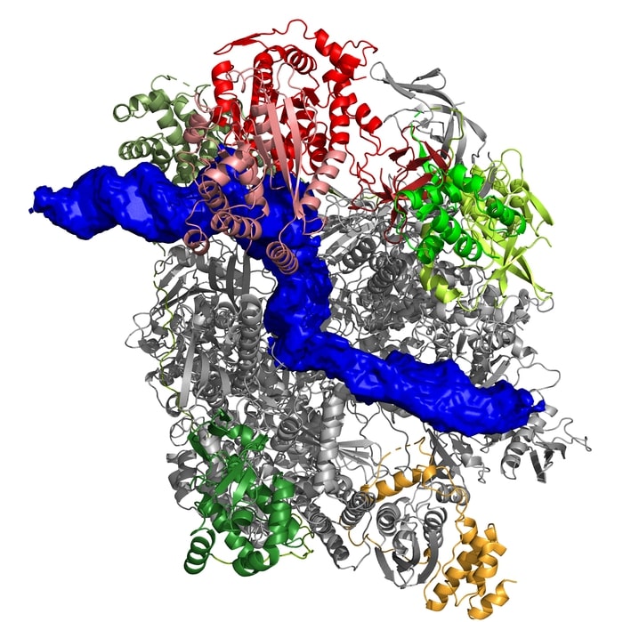 Structure of the poxvirus-polymerase in an early stage of transcription. Bound DNA is labelled in blue.  CREDIT Clemens Grimm