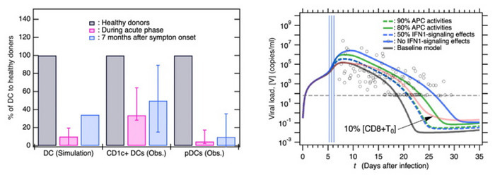 Left. Proportion of DCs in healthy individuals, during acute COVID-19 infection, and 7 months after infection based on simulations and clinical observations (Obs). Right. Comparison of viral loads between the baseline model and the severe symptom models with varying conditions of antigen-reporting DC function (APC) or interferon levels.