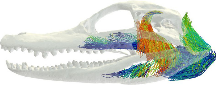 Contrast imaging data and machine learning approaches can now model the 3D architecture of jaw musculature.