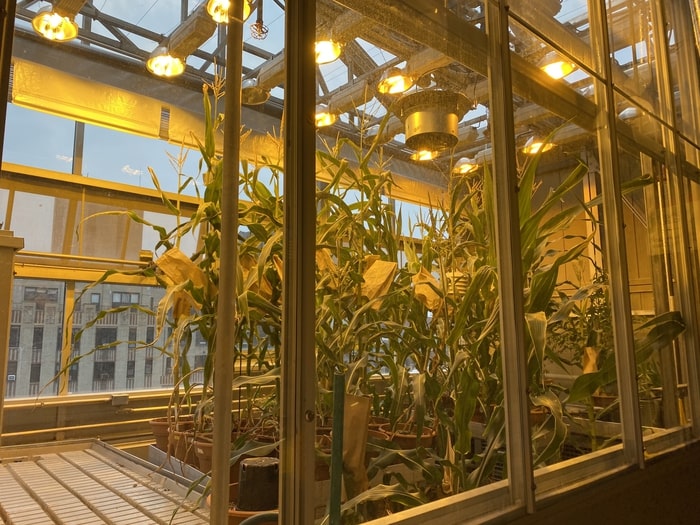 Corn (maize) growing in the NYU Rose Sohn Zegar Greenhouse on the roof of the NYU Center for Genomics & Systems Biology.