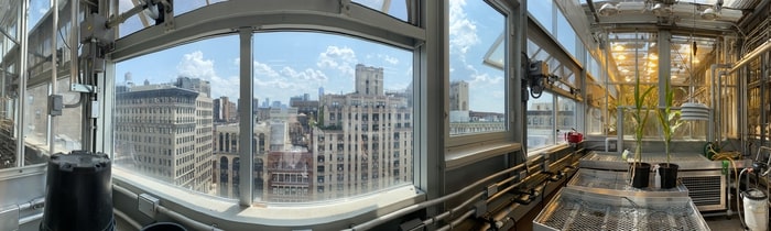 Corn (maize) growing in the NYU Rose Sohn Zegar Greenhouse on the roof of the NYU Center for Genomics & Systems Biology