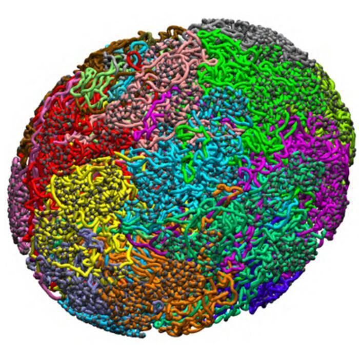 The cell nucleus is filled with chromosomes, which are illustrated by different colors in this depiction. Its chromosome arrangements are affected by active forces on the genome and their hydrodynamic interactions.  CREDIT Image by Achal Mahajan, UC San Diego