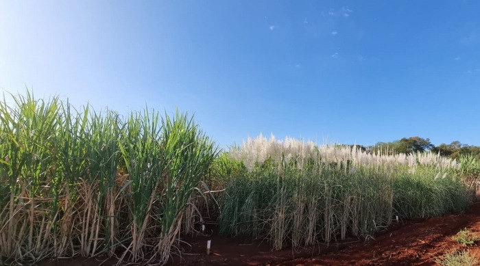 A technique developed by Brazilian researchers enhances the efficiency of breeding programs, saving selection time and the cost of plant genotyping and characterization  CREDIT IAC’s Sugarcane Center in Ribeirão Preto