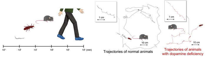 Differences in body scale among the different species. Locomotion trajectories of different animals (worm, beetle, and mouse) differ in spatial scale.  CREDIT © 2021 T. Maekawa et al., Nature Communications