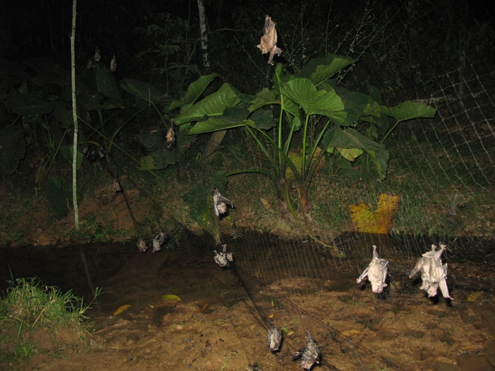 Bats caught during zoonotic virus surveillance efforts (Madre de Dios, Peru)  CREDIT Daniel Streicker, Mollentze N, et al., PLOS Biology, CC-BY 4.0