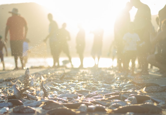 Marine heatwaves could wipe out an extra six per cent of a country’s fish catches, costing millions their jobs  CREDIT Cassiano Psomas on Unsplash