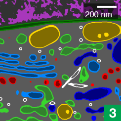 Stacking up the traced layers creates a 3D dataset. Then, scientists train machine learning algorithms on the data, teaching the computer to recognize different organelles.