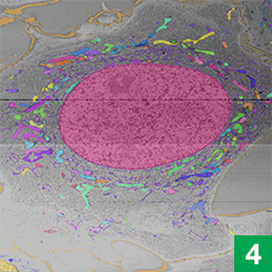 With enough example data, the computer can efficiently pick organelles out of images it’s never seen before, mapping organelle boundaries as shown here.