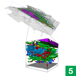 Those images are compiled into a 3D dataset with each organelle identified, revealing cells’ interiors in full detail.