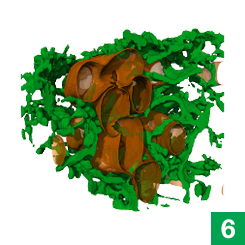 Additional tools can home in on specific organelles and pinpoint the places they interact. This image shows the interaction between mitochondria (orange) and the endoplasmic reticulum (green.)