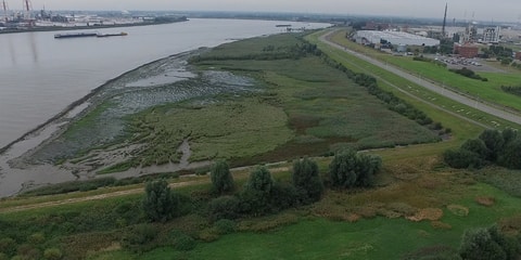 Ketenisse marsh in the Schelde near Antwerp (harbour)