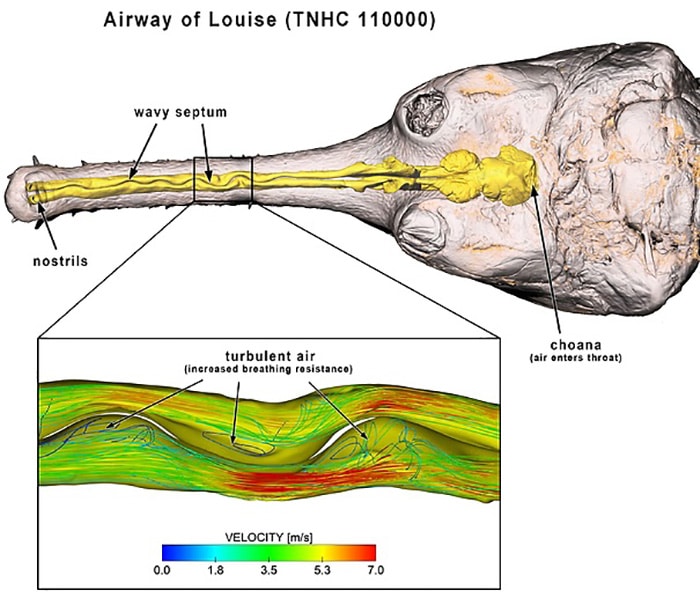 AN OVERHEAD VIEW OF LOUISE'S SEPTUM, WHICH PRODUCED HIGH SHEARING STRESSES ALONG THE NASAL WALLS AND MAY HAVE CAUSED THE ANIMAL TO EXPERIENCE NOSEBLEEDS.