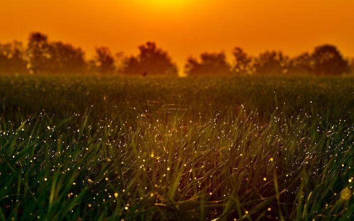 Fireflies light up the night sky. Although they exhibit random, individual behaviour (when they flash), groups of closely aligned flies will synchronise over time.  CREDIT Rajesh Rajput