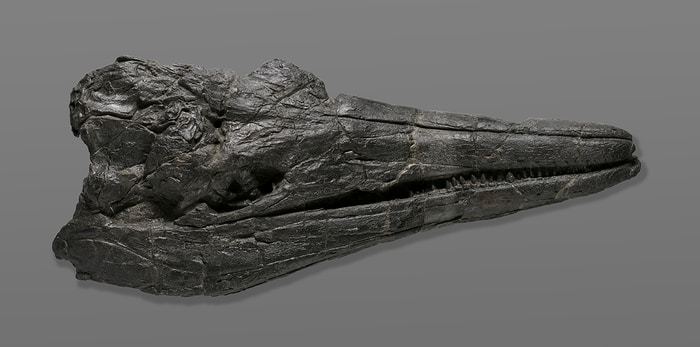 The skull of the first giant creature to ever inhabit the Earth, the ichthyosaur "Cymbospondylus youngorum" currently on display at the Natural History Museum of Los Angeles County (NHM).  CREDIT Photo by Natalja Kent, courtesy of the Natural History Museum of Los Angeles County (NHM).