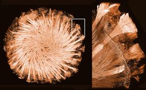 Glass skeleton of the Demosponge Tethya aurantium imaged with non-invasive X-ray microtomography  © Ronald Seidel/Igor Zlotnikov