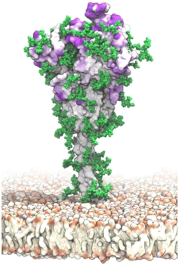 In this visualization of antibody target sites, the SARS-CoV-2 spike protein is tethered to the viral membrane with a slender stalk. Patches of intense purple color at the surface of spike indicate potential target sites for antibodies that are not protected by the glycans --chains of sugar molecules--shown in green. These binding sites and their accessibility were identified with molecular dynamics simulations that capture the complete structure of the spike protein and its motions in a realistic environment.  CREDIT Mateusz Sikora, Sören von Bülow, Florian E. C. Blanc, Michael Gecht, Roberto Covino and Gerhard Hummer