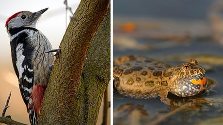 The middle spotted woodpecker has disappeared from Sweden, while the European fire-bellied toad has been reintroduced. (Photos: Wikimedia Commons)