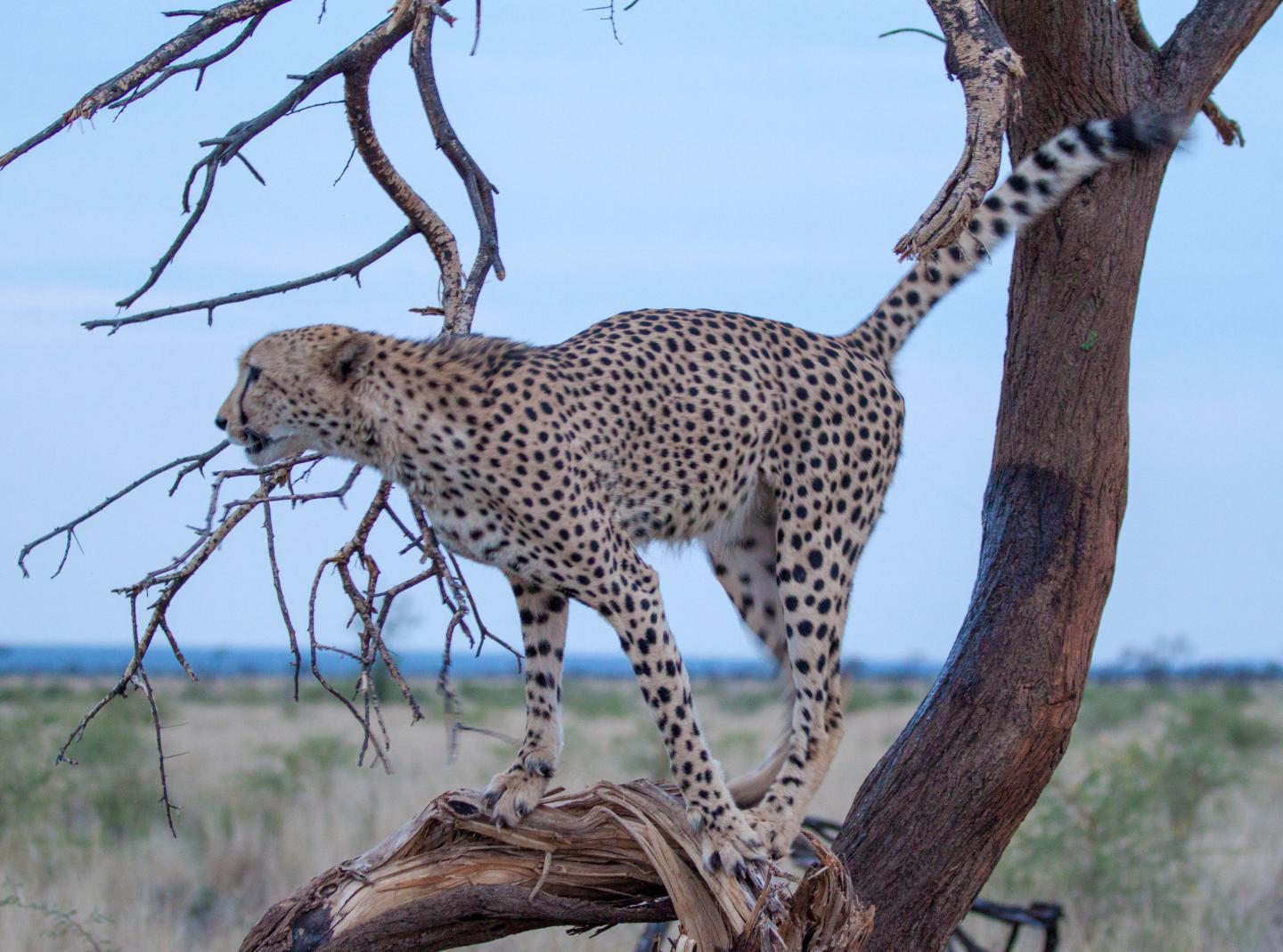 CAPTION Scent marking plays a key role in social communication for many species. For example, cheetahs rely on scent mark signals for establishing territories and commonly scent mark elevated places on the landscape like termite mounds or trees.  CREDIT Martyn Smith, Flickr